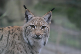 <p>RYS OSTROVID (Lynx lynx) Zoo Děčín</p>